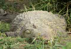 Vollgefressenes Krokodil, Serengeti &copy; Foto: S.Schlesinger