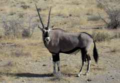 Oryxantilope in Etosha © Foto: Susanne Schlesinger | Outback Africa