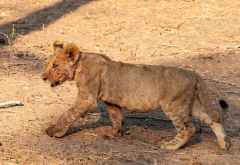 Junger Löwe im Lower Zambezi Nationalpark &copy; Foto: Marco Penzel | Outback Africa