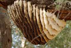 Bienen im Mana Pools Nationalpark &copy; Foto: Renate Kausen | Maik Riede