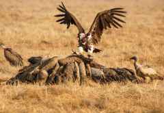 Geier an einem Kadaver im Kafue Nationalpark &copy; Foto: Renate Kausen und Maik Riede