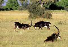 Rappenantilopen im Okavango-Delta