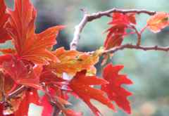 Blätter, Hundingdon House, Malawi &copy; Foto: Susanne Schlesinger | Outback Africa