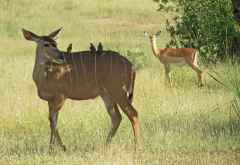 Kudu mit Oxpeckers und Impala, Liwonde Nationalpark &copy; Foto: Susanne Schlesinger | Outback Africa