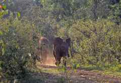 Die kleinen Elefanten kommen am Abend zurück, Sheldrick Wildlife Trust &copy; Foto: Susanne Schlesinger | Outback Africa