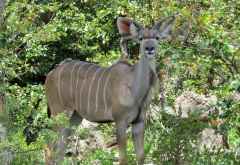 Junger Kudubock in Moremi &copy; Foto: S.Schlesinger| Outback Africa