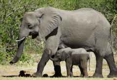 Elefantenmutter mit Baby, Moremi &copy; Foto: Susanne Schlesinger | Outback Africa