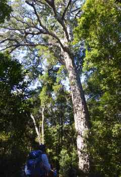 Tsitsikamma Nationalpark, Der Big Tree, ein Gelbholzbaum © Foto: Doreen Schütze | Outback Africa