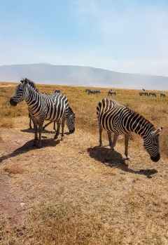 Zebras im Ngrongoro-Krater. &copy; Foto: Jacqueline Korb | Outback Africa