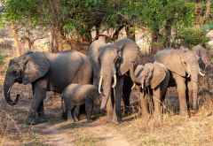 Elefanten-Familie in North Luangwa &copy; Foto: Marco Penzel | Outback Africa