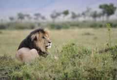Der berühmte Löwe Scar, Kichwa Tembo Camp &copy; Foto: Svenja Penzel
