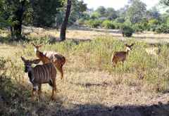 Nyalas im Majete Wildreservat &copy; Foto: Svenja Penzel | Outback Africa