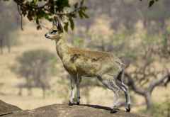 Klippspringer, Serengeti © Foto: S. Schlesinger