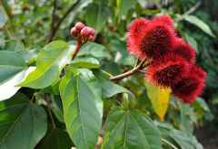 Lippenstiftfrucht am Baum &copy; Foto: Marco Penzel | Outback Africa