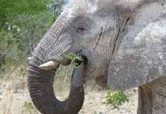 Elefant, Etosha Ntionalpark © Foto: Jens Döring | Outback Africa