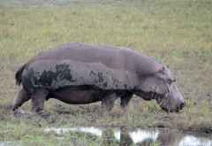 Flusspferd am Chobe © Foto: Susanne Schlesinger | Outback Africa