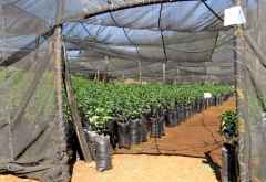 Kilimanjaro Plantation Ltd, Moshi &copy; Foto: S.Schlesinger