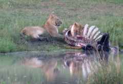 Fressende Löwen im Zambezi Nationalpark © Foto: Ulrike Pârvu | Outback Africa Erlebnisreisen