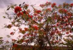 Flammenbaum in Usakos &copy; Foto: Doreen Schütze | Outback Africa