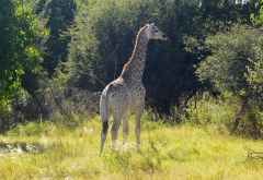 Giraffe auf Hunda Island, Okavango-Delta &copy; Foto: Ulrike Pârvu | Outback Africa