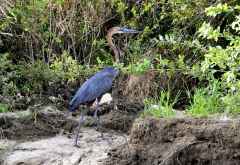 Selous Game Reserve, Goliathreiher im Flug &copy; Foto: Ulrike Pârvu | Outback Africa