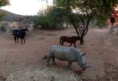 Ants Nest, Pferde, Nashörner und Warzenschweine einträchtig in einem Gehege &copy; Foto: Jens Doering | Outback Africa
