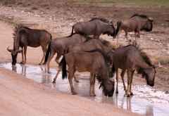 Gnuherde an einem Rinnsal im Etosha Nationalpark &copy; Foto: Doreen Schütze | Outback Africa