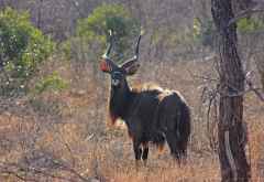 Nyala-Bock, Mkuzi Wildreservat &copy; Foto: Doreen Schütze | Outback Africa
