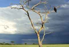 Raubadler in der Serengeti &copy; Foto: Marco Penzel | Outback Africa