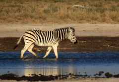 Zebra am Wasserloch, Khama Rhino Sanctuary &copy; Foto: Robert Schlesinger