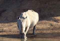 Breitmaulnashorn im Pilanesberg Nationalpark &copy; Foto: Jens Doering | Outback Africa