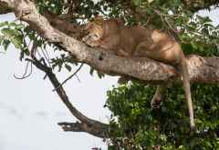 Baumlöwe im Ishasha-Sektor, Queen Elizabeth Nationalpark &copy; Foto: Marco Penzel | Outback Africa