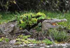 Krokodil mit Wasserpflanzendekoration, Jongomero River, Ruaha Nationalpark, Südtansania &copy; Foto: M. Riede / R. Kausen