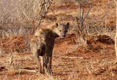 Hyäne, Pirschfahrt im Madikwe Wildreservat &copy; Foto: Jens Doering | Outback Africa