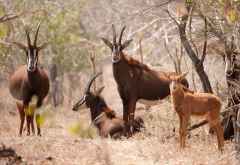 Rappenantilopen im Majete-Wildreservat © Foto: Robin Pope Safaris