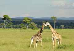 Giraffen vor dem Olooloolo Escarpment &copy; Foto: Svenja Penzel | Outback Africa