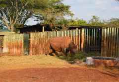 Maxwells Gehege, Sheldrick Wildlife Trust &copy; Foto: Susanne Schlesinger | Outback Africa