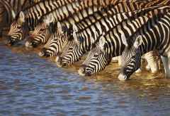 Zebras beim Trinken im Etosha Nationalpark &copy; Foto: Johan Swanepoel | Shutterstock