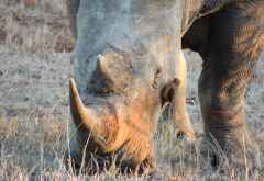 Breitmaulnashorn, Mkuzi Wildreservat &copy; Foto: Serena Ward