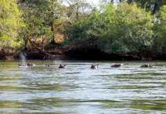 Hippos im Kafue &copy; Foto: René Schmidt | Outback Africa Erlebnisreisen