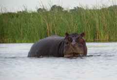 Wütendes Hippo im Okavango-Delta &copy; Foto: S.Schlesinger| Outback Africa