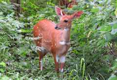 Buschbock im Victoria Falls Nationalpark &copy; Foto: S.Schlesinger | Outback Africa