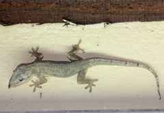 Gecko, Bilene, Mosambik &copy; Foto: Doreen Schütze | Outback Africa