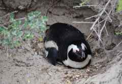 Brillenpinguin, Boulders © Foto: Ines Schulze