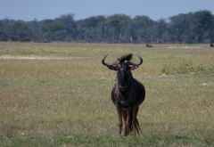Gnu im Zambezi Nationalpark © Foto: Ulrike Pârvu | Outback Africa Erlebnisreisen