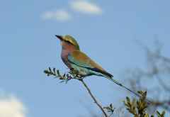 Gabelracke, Linyanti-Region &copy; Foto: © Foto: Ulrike Pârvu | Outback Africa