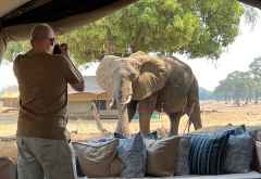 Elefant im Zambezi Expeditions Camp &copy; Foto: Renate Kausen | Maik Riede