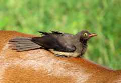 Rotschnabelmadenhacker auf dem Rücken eines Impalas, Chobe Nati &copy; Foto: S.Schlesinger| Outback Africa