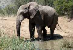 Elefant, Pilanesberg Nationalpark &copy; Foto: Jens Doering | Outback Africa