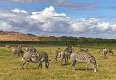 Grevy Zebras im Lewa Wildreservat &copy; Foto: Svenja Penzel | Outback Africa